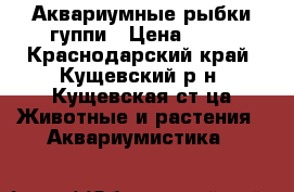 Аквариумные рыбки гуппи › Цена ­ 40 - Краснодарский край, Кущевский р-н, Кущевская ст-ца Животные и растения » Аквариумистика   